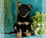 Small #2 German Shepherd Dog