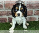 Small #7 Cavalier King Charles Spaniel