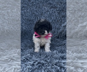 Poodle (Toy) Puppy for sale in JEFFERSONVILLE, IN, USA