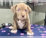 Small Photo #17 American Bully Puppy For Sale in SNELLVILLE, GA, USA