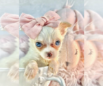 Small #17 Chihuahua