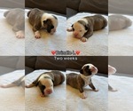 Puppy Brindle L Olde English Bulldogge