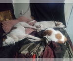 Small #2 Labrador Retriever Mix