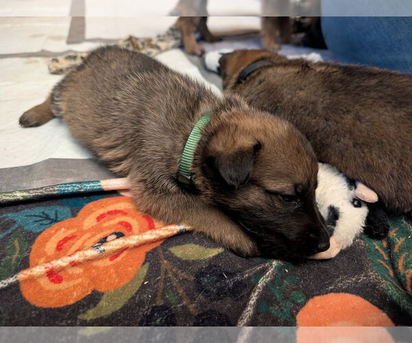Medium Photo #2 Mutt Puppy For Sale in Imlay City, MI, USA