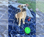 Small Photo #3 American Pit Bull Terrier-Siberian Husky Mix Puppy For Sale in Germantown, OH, USA