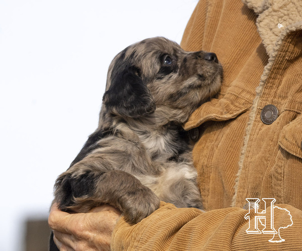 Medium Photo #3 Miniature Australian Shepherd-Poodle (Standard) Mix Puppy For Sale in ELLENBORO, NC, USA