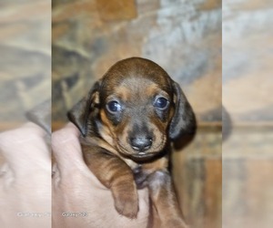 Dachshund Puppy for sale in FOX, MT, USA