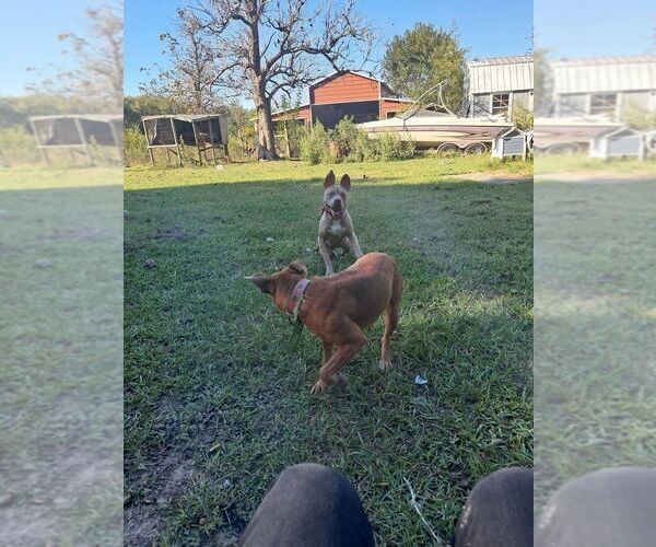 Medium Photo #4 Mutt Puppy For Sale in Abbeville, LA, USA