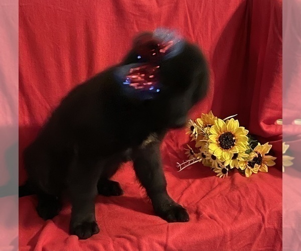 Medium Photo #5 Newfoundland Puppy For Sale in AURORA, IN, USA