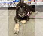 Small #3 Bernedoodle