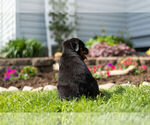 Small Photo #9 Rottweiler Puppy For Sale in NAPPANEE, IN, USA