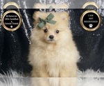 Small #6 Pomeranian