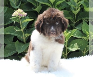 Newfoundland Puppy for sale in MILLERSBURG, OH, USA