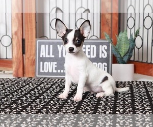 Chihuahua Puppy for sale in NAPLES, FL, USA