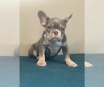 Small Photo #11 French Bulldog Puppy For Sale in ENCINO, CA, USA