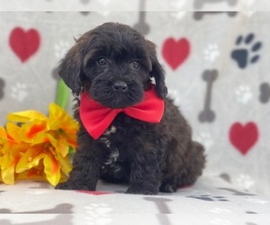 Poodle (Miniature)-Shorkie Tzu Mix Puppy for sale in LAKELAND, FL, USA