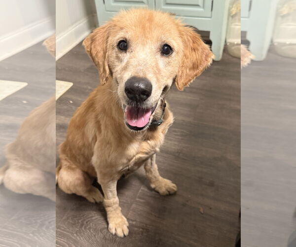 Medium Photo #2 Golden Retriever-Unknown Mix Puppy For Sale in Ponchatoula , LA, USA