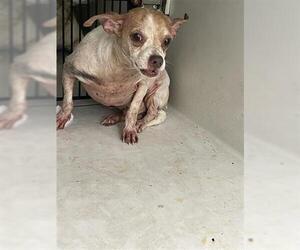 Chihuahua Dogs for adoption in Houston, TX, USA