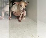 Small Chihuahua