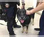 Small German Shepherd Dog