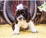 Small Photo #17 Cocker Spaniel Puppy For Sale in WAKARUSA, IN, USA