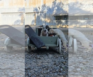 Venus - Beautiful Girl! - Female Dachsador Dog for Adoption - Photo #4