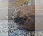 Puppy 6 Shih Tzu