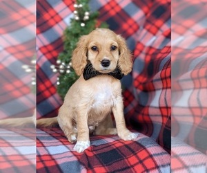 Cock-A-Poo Puppy for sale in RISING SUN, MD, USA