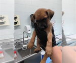 Small German Shepherd Dog
