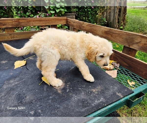 Medium Photo #3 Goldendoodle Puppy For Sale in LEON, KS, USA