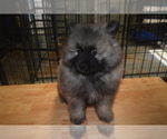 Small #1 Keeshond