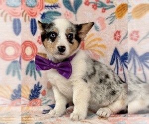 Pembroke Welsh Corgi Puppy for sale in LANCASTER, PA, USA