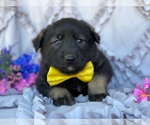 German Shepherd Dog-Norwegian Elkhound Mix Puppy for sale in LANCASTER, PA, USA