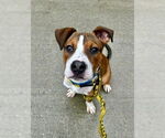 Small #37 Bullboxer Pit