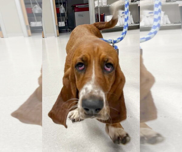 Medium Photo #4 Basset Hound Puppy For Sale in Deepwater, NJ, USA