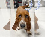 Small #3 Basset Hound