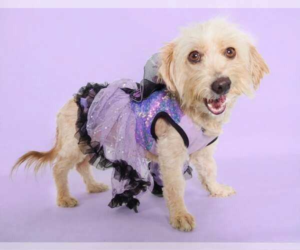 Medium Photo #1 Silky Terrier-Unknown Mix Puppy For Sale in Phoenix, AZ, USA