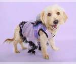 Mariposa - Female Silky Terrier-Unknown Mix Dog for Adoption - Small photo