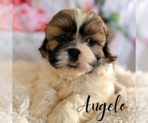 Shih Tzu Puppy for sale in ADDISON, IL, USA
