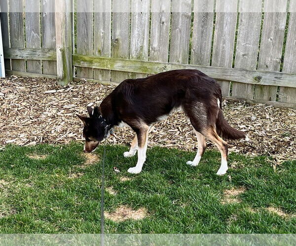 Medium Photo #16 Border Collie Puppy For Sale in Highland, IL, USA