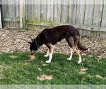 Small #15 Border Collie