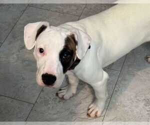 American Pit Bull Terrier-American Staffordshire Terrier Mix Dogs for adoption in Chester, VA, USA