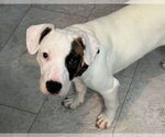 Small American Pit Bull Terrier-American Staffordshire Terrier Mix