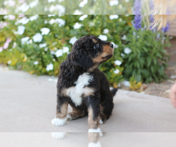 Medium Photo #4 Aussiedoodle Puppy For Sale in CHANDLER, AZ, USA