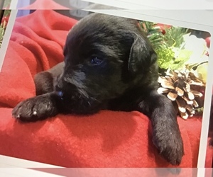Labradoodle-Labrador Retriever Mix Puppy for sale in SAINT JAMES, MO, USA
