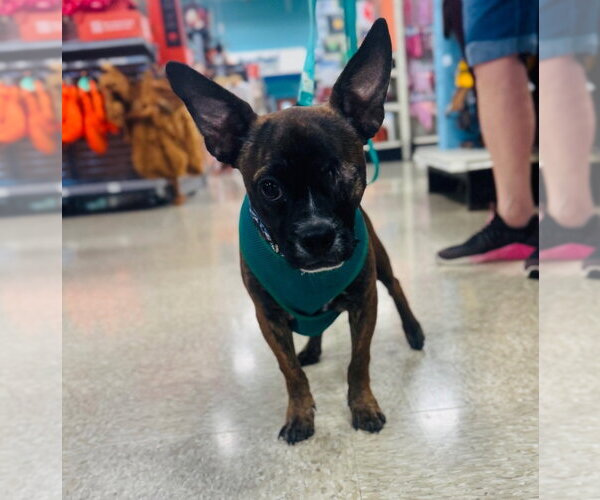 Medium Photo #2 Boston Terrier-Unknown Mix Puppy For Sale in Claremore, OK, USA