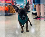 Small #1 Boston Terrier Mix