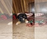 Small Photo #13 German Shepherd Dog Puppy For Sale in GREENWOOD, WI, USA