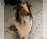 Rufus - Male Collie Dog for Adoption - Small photo