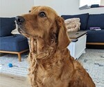 Small Photo #1 Golden Retriever Puppy For Sale in SAN MARCOS, CA, USA
